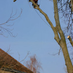 Crowning dangerous trees